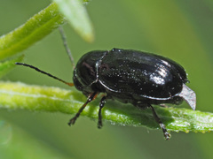 Cryptocephalus nitidulus