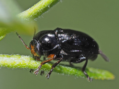 Cryptocephalus nitidulus