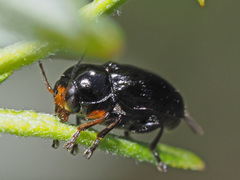 Cryptocephalus nitidulus