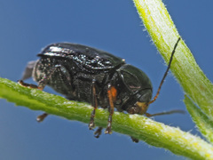 Cryptocephalus nitidulus