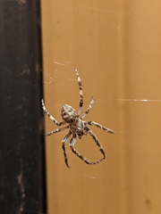 Larinioides sclopetarius