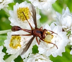 Physocephala burgessi