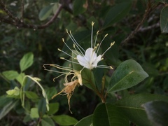 Capparis cynophallophora