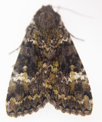 Anaplectoides prasina
