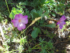 Epilobium siskiyouense