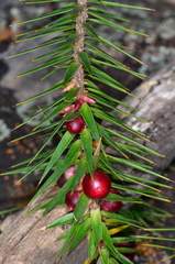 Melichrus erubescens