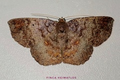 Thysanopyga casperia