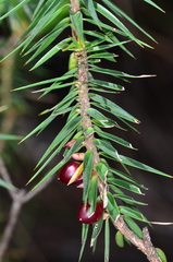 Melichrus erubescens
