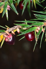 Melichrus erubescens