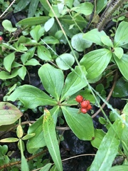 Cornus canadensis