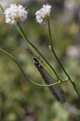 Brachynemurus