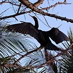 Anhinga anhinga