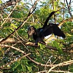 Anhinga anhinga