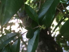 Forestiera segregata