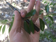 Forestiera segregata