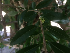 Forestiera segregata