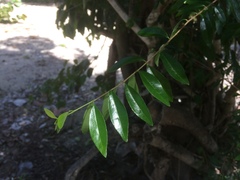 Forestiera segregata
