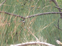 Francolinus francolinus