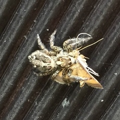 Salticidae