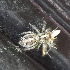 Salticidae