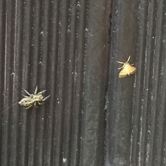 Salticidae
