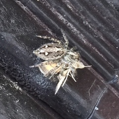 Salticidae