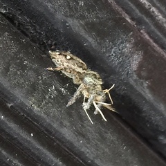 Salticidae
