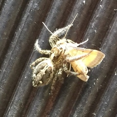 Salticidae