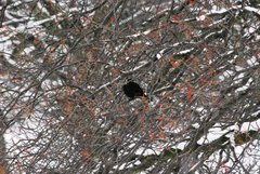 Turdus merula