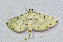 Pycnarmon glaucias