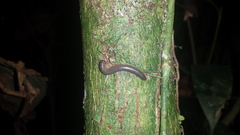 Rhinocricidae