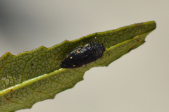 Acmaeodera