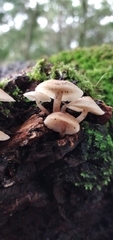 Filoboletus gracilis