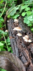 Filoboletus gracilis