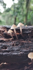 Filoboletus gracilis