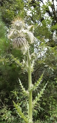 Cirsium ehrenbergii