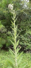 Cirsium ehrenbergii