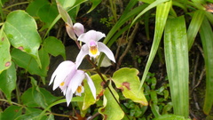 Bletilla formosana