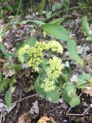 Hylotelephium maximum