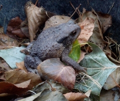 Bufo