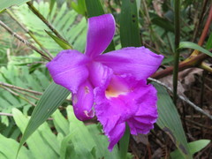 Sobralia macrantha