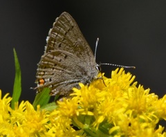 Satyrium californica