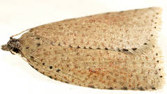 Meritastis polygraphana