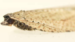 Meritastis polygraphana