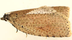 Meritastis polygraphana