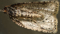 Meritastis polygraphana