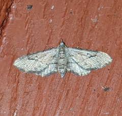 Eupithecia unicolor