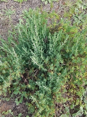 Enchylaena tomentosa