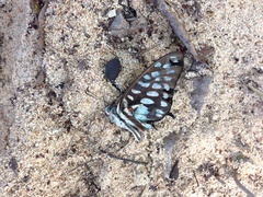 Graphium sallastius