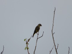 Chloris sinica